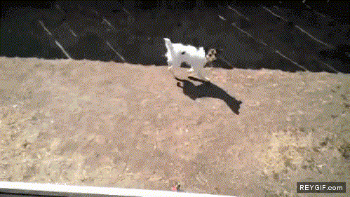 GIF animado (91620) Perros bionicos que saltan 3 metros