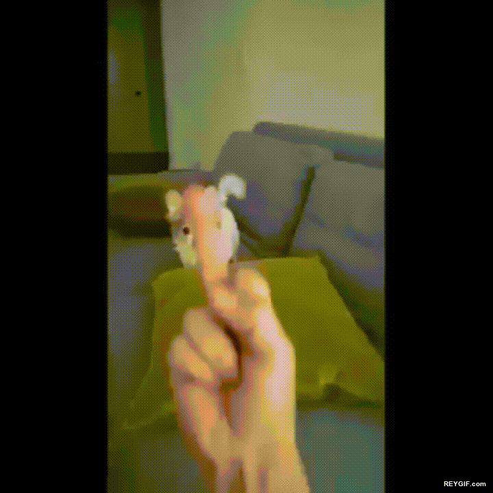 GIF animado (95381) Perros educados que no soportan que le saques el dedo