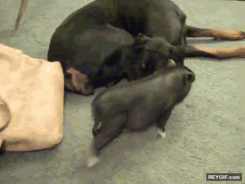 GIF animado (95342) Perros que aprovechan cualquier sitio para hacer parkour