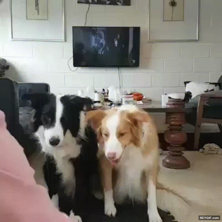 GIF animado (96397) Perros que han aprendido a posar para una foto de familia