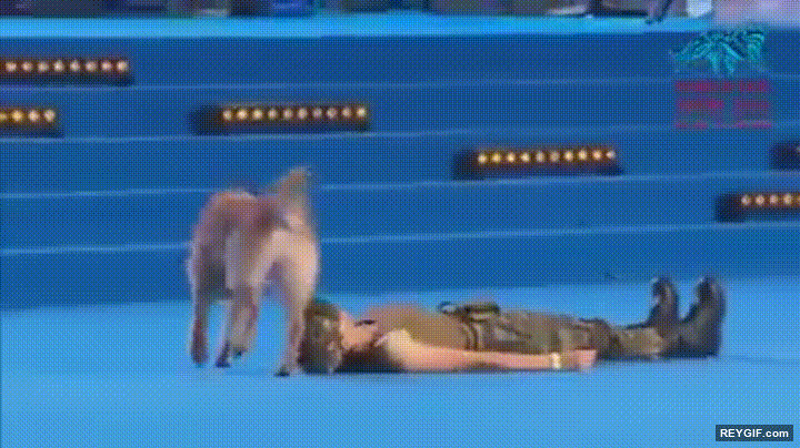 GIF animado (95670) Perros que han aprendido a realizar los primeros auxilios