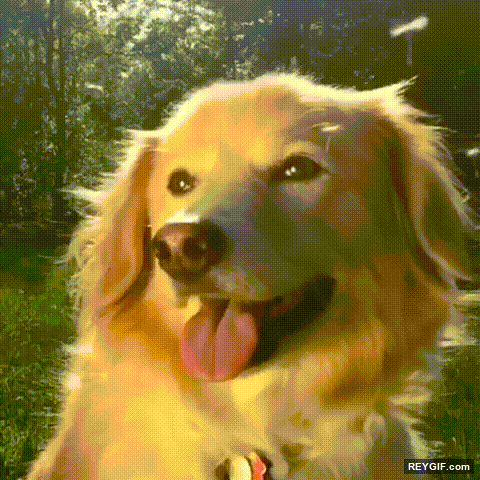 GIF animado (95497) Perros que han nacido para ser modelos