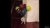 GIF animado (96041) Perros que han visto demasiadas veces la pelicula de up