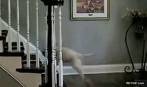 GIF animado (95562) Perros que se buscan la vida para jugar cuando estan solos en casa