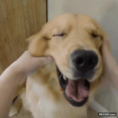 GIF animado (96454) Perros que son mas que felices con un pequeno masaje de cara