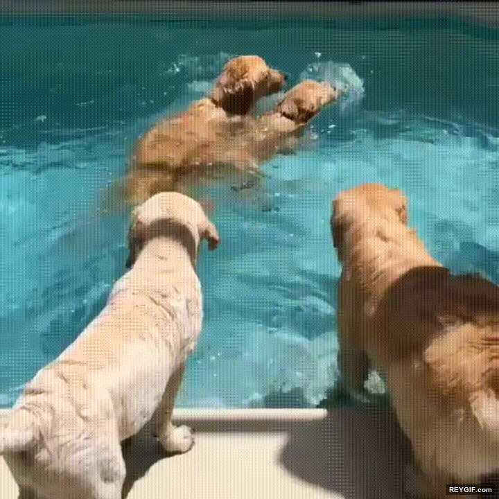 GIF animado (95619) Perros que tambien tiene derecho a refrescarse este verano