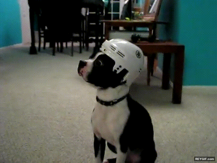 GIF animado (95909) Perros que te miran sorprendidos cuando les pones un simple casco de hockey