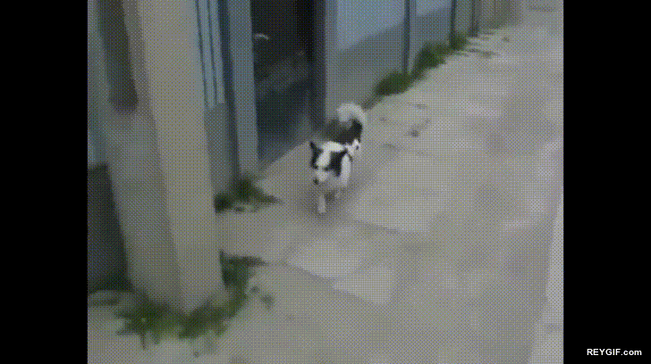 GIF animado (96283) Perros que vuelven a casa utilizando un atajo