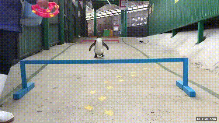 GIF animado (94481) Pinguino cruzando la meta de la forma mas molona posible