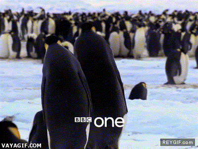 GIF animado (91868) Pinguinos haciendo la torpeza adorable desde siempre