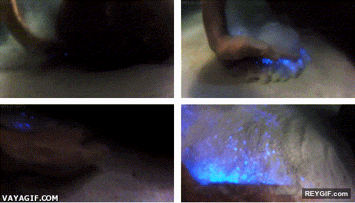GIF animado (94855) Plancton bioluminiscente