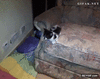 GIF animado (94039) Pobres gatitos son tan faciles de trollear