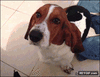 GIF animado (94842) Podria tirar las cosas a la basura pero teniendo un perro asi