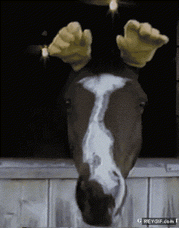 GIF animado (91388) Poner guantes a las orejas de los caballos escalofriante a la par que divertido