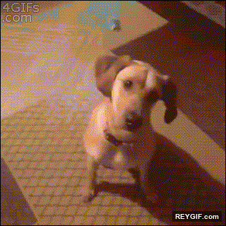 GIF animado (93723) Por favor un oscar para este perro ya