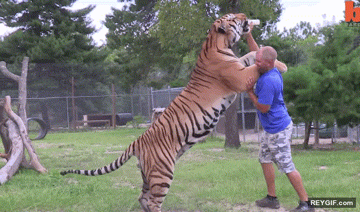 GIF animado (96510) Por si alguna vez te habias preguntado como de grande es un tigre siberiano