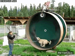 GIF animado (91859) Porque las ruedas para hamsters son demasiado mainstream