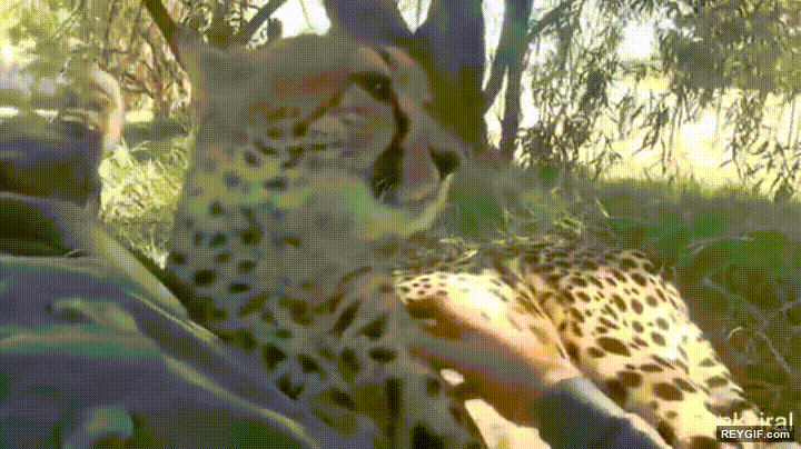 GIF animado (95473) Porque los leopardos tambien necesitan su racion de mimos