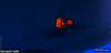 GIF animado (91531) Pues el pequeno nemo esta bastante fuerte para ser un pececito