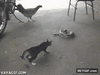 GIF animado (93561) Que hay mas facil que asustar a un gato