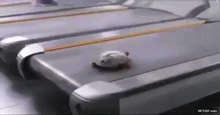 GIF animado (95701) Quien dijo que las tortugas no pueden correr y son lentas