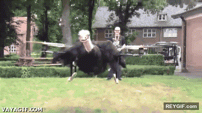 GIF animado (93663) Quien dijo que los avestruces no pueden volar yo cumplire su sueno