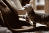 GIF animado (92146) Quien dijo que los gatos no dan carino