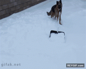 GIF animado (94808) Quien necesita una maquina quita nieves teniendo un pastor aleman