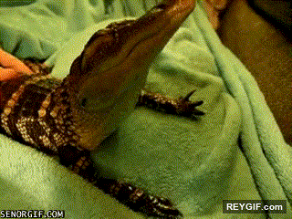 GIF animado (93776) Quizas tener a un cocodrilo de mascota no sea tan mala idea