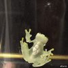 GIF animado (96157) Ranas tan transparentes que te dejan ver sus organos vitales