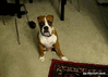 GIF animado (92859) Reaccion de un boxer al escuchar un pedo