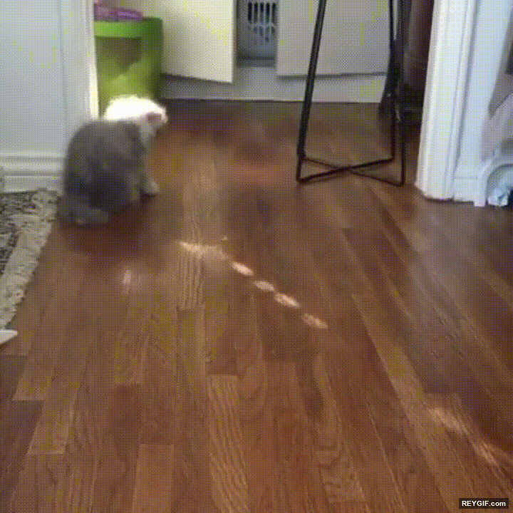 GIF animado (95871) Regla numero 1 de los gatos si se mueve hay que destrozarlo