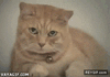 GIF animado (92169) Se ha acabado el whiskas