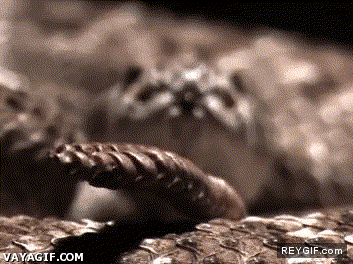 GIF animado (91705) Serpiente de cascabel a camara lenta