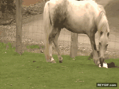 GIF animado (94388) Sueltame estupido caballo que tu eres vegetariano