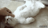 GIF animado (91850) Sueno profundo nivel gatito