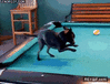 GIF animado (93107) Talento y habilidad canina en cualquier juego y deporte