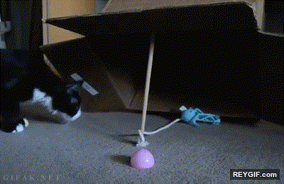 GIF animado (93827) Teniendo en cuenta el color del gato creo que esta trampa la ha puesto piolin