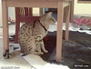 GIF animado (94934) Todos los gatos llevan un ninja escondido dentro de ellos