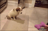 GIF animado (91693) Toma perrito cogelo bufff paso