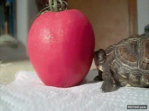 GIF animado (90575) Tomate troll o tortuga poco habil