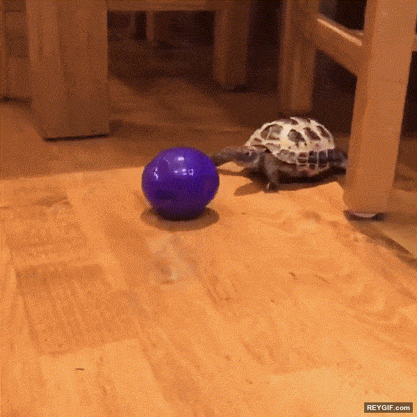 GIF animado (96617) Tortuga inquieta comportandose como un perro