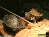 GIF animado (92495) Tortuga lol