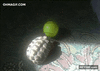 GIF animado (94022) Tortugas con mas olfato de gol que muchos jugadores de los grandes equipos