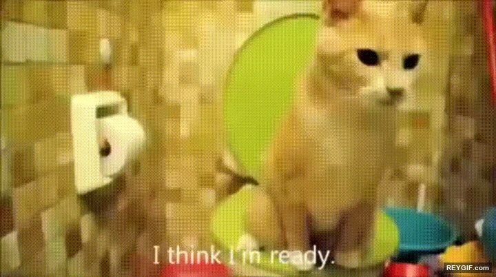 GIF animado (95310) Tutorial de un gato para hacer las necesidades como un senor