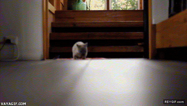 GIF animado (91682) Un bebe wombat corriendo y siendo lo mas adorable del mundo