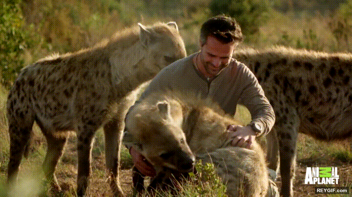 GIF animado (96433) Un grupo de hienas demostrando que son capaces de tener amigos humanos