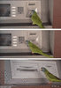 GIF animado (93974) Un ladron acabo de ensenar a un loro a robar dinero del cajero