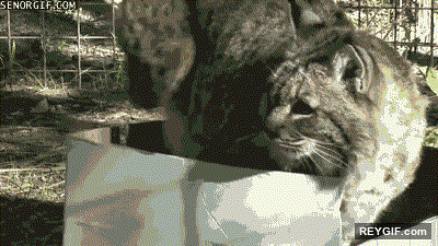 GIF animado (94038) Un lince es un gato grande y esta es la prueba