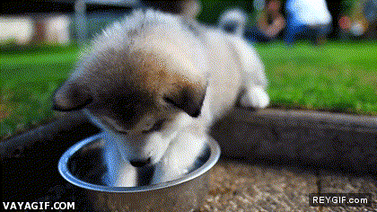 GIF animado (91390) Un perrito se esta lavando las manos antes de cenar
